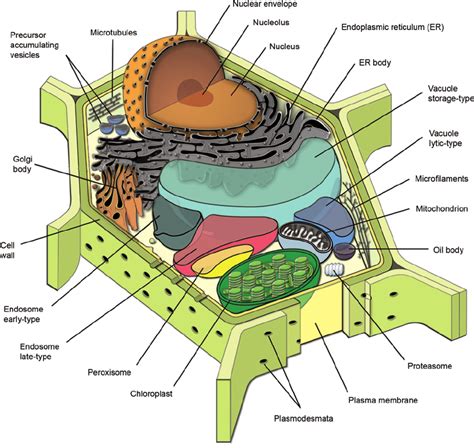 Diagram Plant Cell Plant Cell Diagram Labeled Mydiagramonline