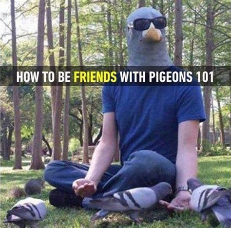 Pigeons 101 Funny Animal Memes Have A Laugh Tumblr Funny