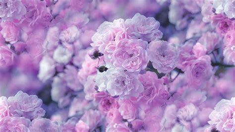 Download Nature Blossom Pink Flower Pastel Close Up Flower Rose Hd Wallpaper