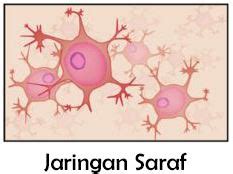 Jaringan Saraf Pada Hewan Homecare