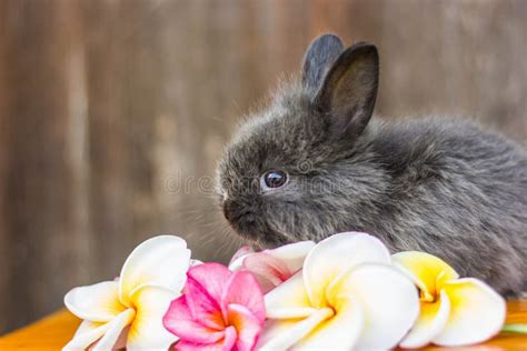 Cute Baby Rabbit With Flower Stock Image Image Of Hare Grass 93457439
