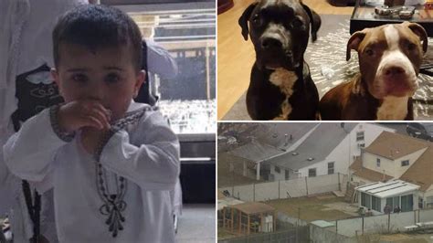 Pictured Toddler Mauled To Death By Pit Bulls As Mother Tried To Pull