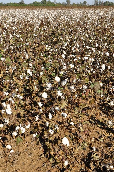 Cotton Fields Stock Photo Image Of Plant Crop Biology 36547068