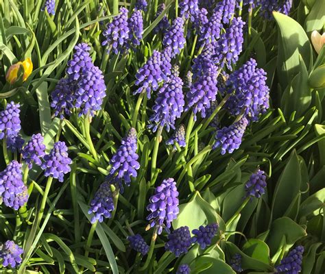 Muscari Armeniacum Bulbs Grape Hyacinth You Choose Amount Daylily