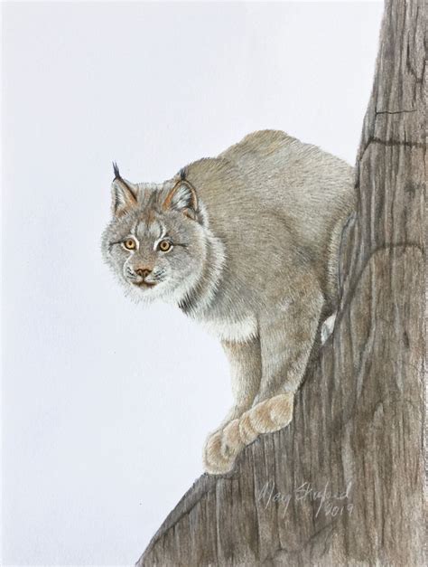 Canadian Lynx Original Coloured Pencil Art Wall Art Wildlife Etsy