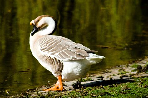 Безплатна снимка крило езеро езерце дивата природа клюн фауна
