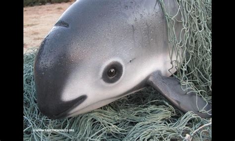 The Vaquita 5 Facts About The Most Endangered Marine Mammal Stories