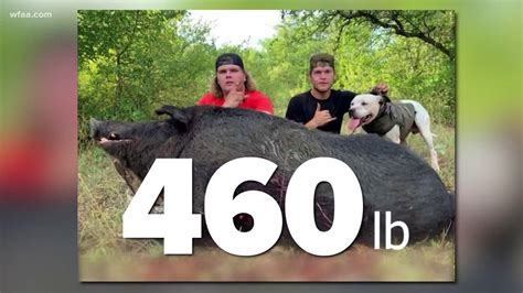 Central Texas Duo Kills 460 Pound Feral Hog With A Knife Youtube