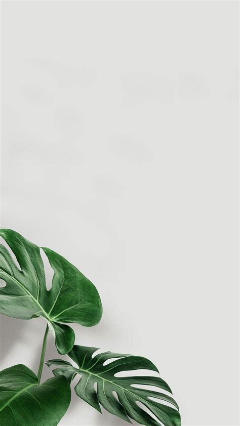 Minimal Leaf Wallpapers Top Free Minimal Leaf Backgrounds