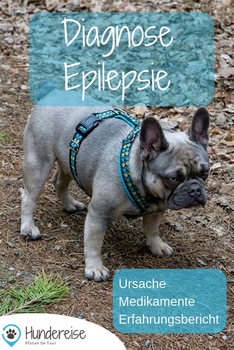 Mein Hund Hat Epilepsie Was Nun Hundereise Hunde Epilepsie