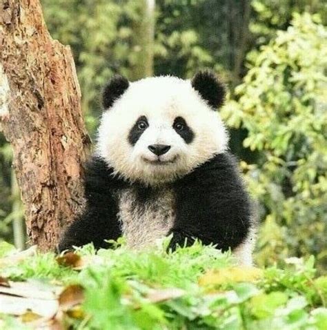 See Panda Pandas Baby Baby Panda Bears Cute Little Animals Cute