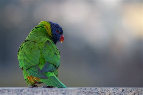 Lorikeet Bird Rainbow Lorikeet Trichoglossus Haematodus Hd Wallpaper