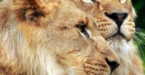 Photographer Captures 2 Male Lions Having Sex — Ignoring Lionesses