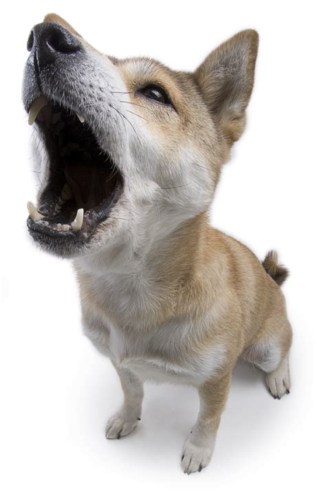 Excessive Dog Barking Stop It Now Tipsfordogs Blog
