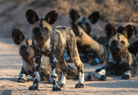 He has military training, and was considered an. Beyond the Big Five: African Wild Dogs - Africa Endeavours