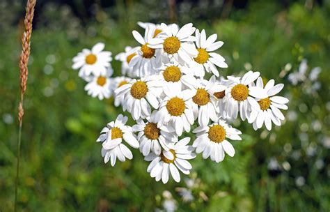 Free Picture Chamomile Nature Flower Flora Summer Herb Plant