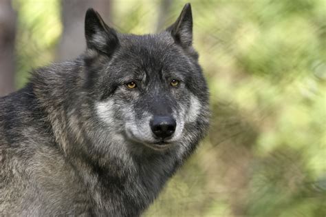 Wisconsin Dnr Sets Wolf Harvest At 200 1045 And 961 The Point