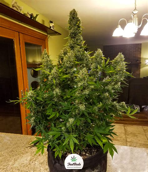 If you are interested in gorilla glue, aliexpress has found 322 related results, so you can compare and shop! Gorilla Glue - FastBuds