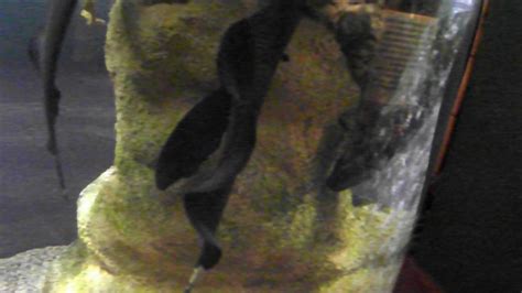 Rare Exotic Fish Black Ghost Knifefish Apteronotus Albifrons Youtube