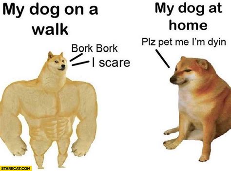 Doge My Dog On A Walk Bark Bark My Dog At Home Please Pet Me Im
