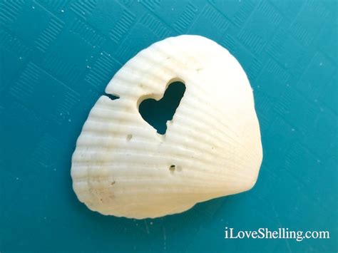 What Makes The Different Holes In Seashells I Love Shelling
