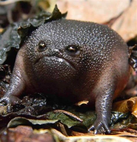 Black Rain Frogs Look Like Angry Avocados Rfrogs