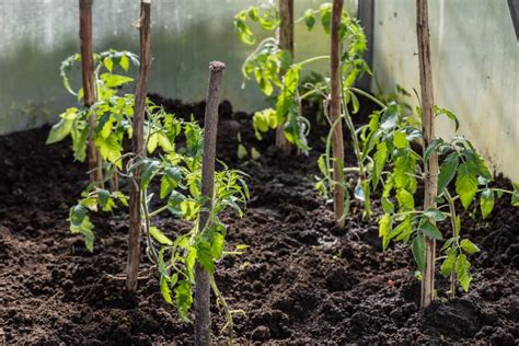 How To Stake Your Tomato Plants With Simple Steps Step By Step