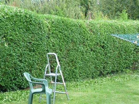 Garden Windbreak Design Plants And Trees To Grow As Windbreaks Artofit