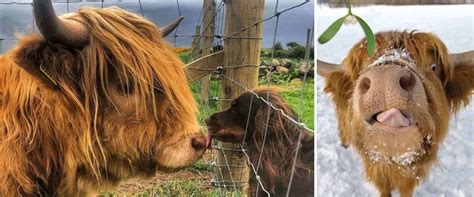 Estas Imágenes De Las Vacas De Las Tierras Altas De Escocia Pueden