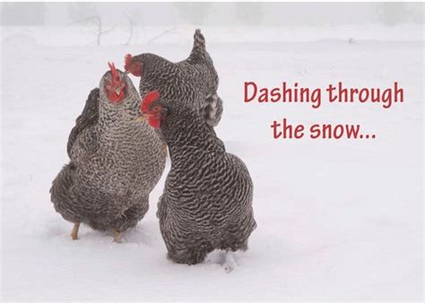 Christmas Chickens 5x7 Holiday Greeting Card Pack Of 4 Cards Chicken