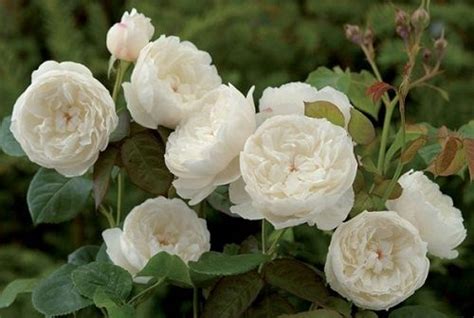 La rosa un fiore che parla ed esprime a seconda del colore sentimenti di amore,. Bouquet di rose inglesi per sposine estive! - Pagina 3 ...