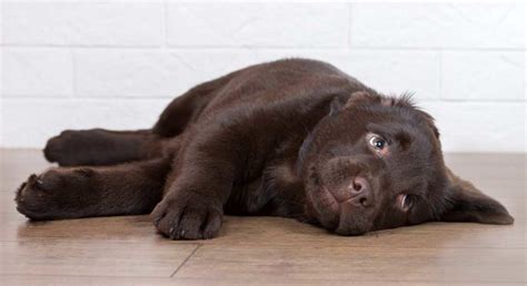 Trying to get a newly adopted puppy to sleep through the night can be just as difficult as getting a newborn baby to sleep for a solid 8 hours. Is Your Dog Barking At Night - Help Your Dog Sleep And ...