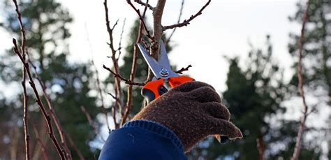 5 Reasons Why Winter Pruning Is Essential Continuum Services
