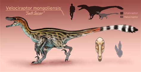 Velociraptor Mongoliensis By Bangboodoragon On Deviantart