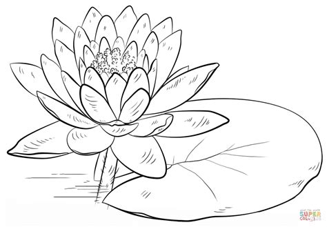 To draw a lily pad flower, first draw a lily pad. Water Lily and Pad | Super Coloring | Lilies drawing ...