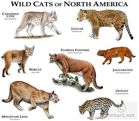 Wildcats Of North America Wild Cats Of North America Flickr Photo