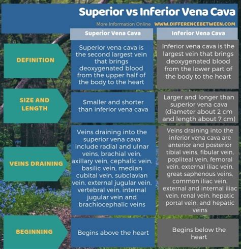 Difference Between Superior And Inferior Vena Cava Compare The