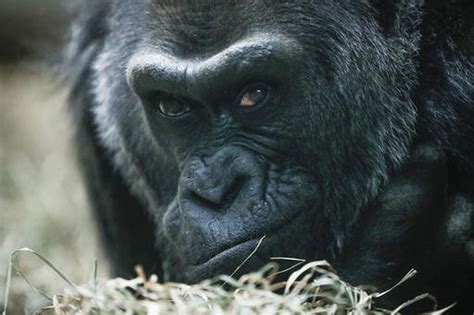 Meet Colo The Gorilla And Other Geriatric Zoo Animals