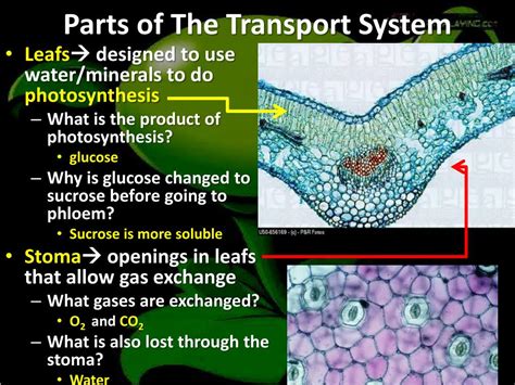 Ppt Transportation In Plants Powerpoint Presentation Free Download