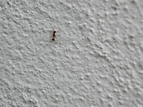 Free Picture Ant Wall