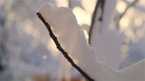 Snow Covered Tree Branch Against The Backdrop Of A Gentle Sunset And