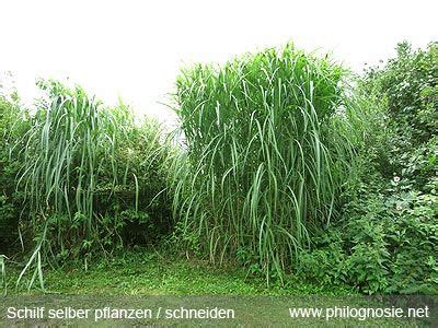 Maybe you would like to learn more about one of these? Schilfgräser: Schilf im Garten schneiden / pflanzen (mit ...