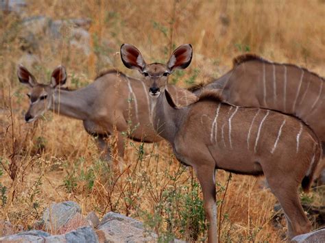 Animals Pictures Kudu