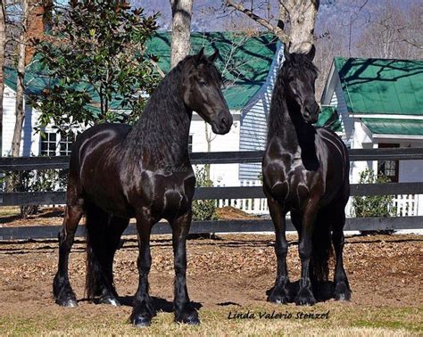 Twin Majestic Friesians Friesian Horse Photography Horse Breeds