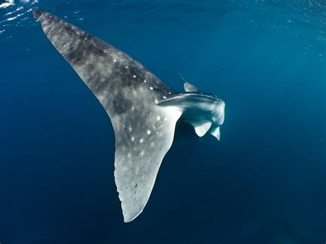 Whale Shark Whale Shark Tail Christian Loader Flickr