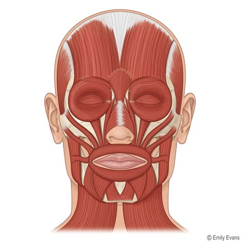 Related posts of back muscle diagrams labeled. Lame face - Bodybuilding.com Forums