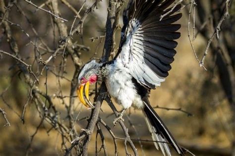 African Savanna Birds Flying Pets Lovers