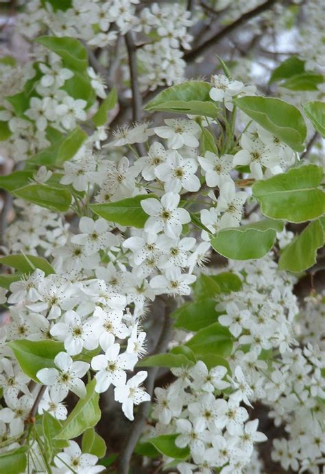 100 Tree With White Flowers That Smell Good Naturaleza Arboles
