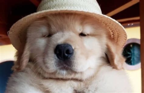 14 Golden Retriever Pictures That Will Make You Laugh Page 2 Of 5