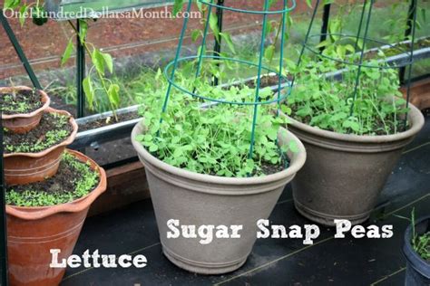 Growing Vegetables In A Greenhouse Harvesting Tomatoes